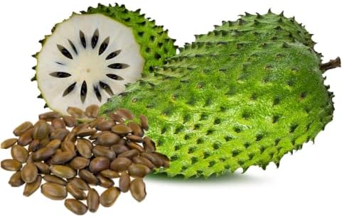 💥🌸 Organic Soursop (Graviola) Seeds – Non-GMO Heirloom Tropical Fruit seeds-EV