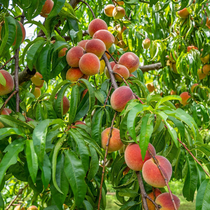 🍑The Ultimate Backyard Peach Duo: Giant Juicy Variety - Begin Your Home Orchard Journey Today-BP