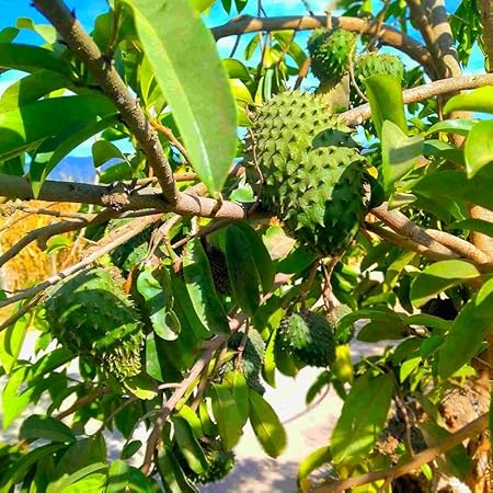 💥🌸 Organic Soursop (Graviola) Seeds – Non-GMO Heirloom Tropical Fruit seeds-EV