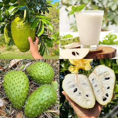 💥🌸 Organic Soursop (Graviola) Seeds – Non-GMO Heirloom Tropical Fruit seeds-EV