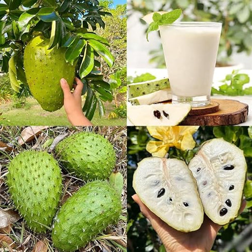 💥🌸 Organic Soursop (Graviola) Seeds – Non-GMO Heirloom Tropical Fruit seeds-EV