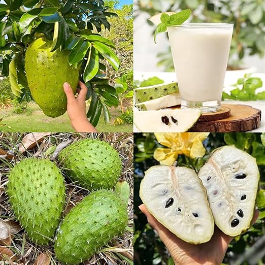 💥🌸 Organic Soursop (Graviola) Seeds – Non-GMO Heirloom Tropical Fruit seeds-EV