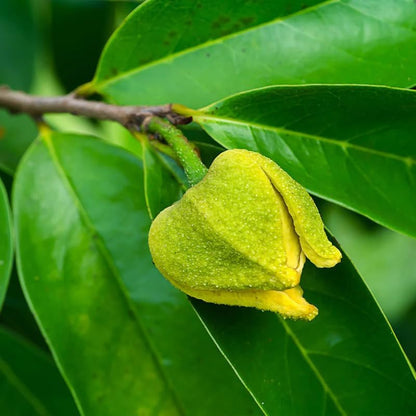 💥🌸 Organic Soursop (Graviola) Seeds – Non-GMO Heirloom Tropical Fruit seeds-EV