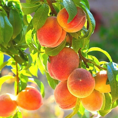 🍑The Ultimate Backyard Peach Duo: Giant Juicy Variety - Begin Your Home Orchard Journey Today-BP