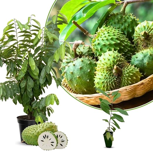 💥🌸 Organic Soursop (Graviola) Seeds – Non-GMO Heirloom Tropical Fruit seeds-EV