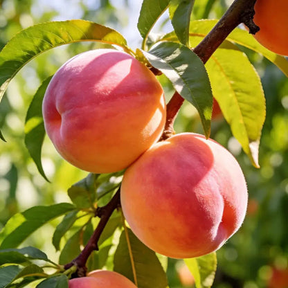 🍑The Ultimate Backyard Peach Duo: Giant Juicy Variety - Begin Your Home Orchard Journey Today-BP