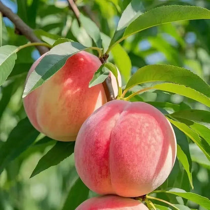 🍑The Ultimate Backyard Peach Duo: Giant Juicy Variety - Begin Your Home Orchard Journey Today-BP