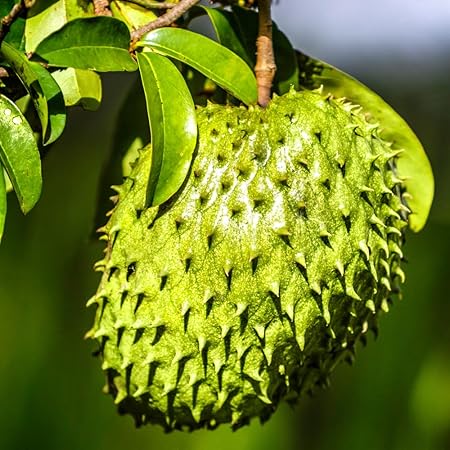 💥🌸 Organic Soursop (Graviola) Seeds – Non-GMO Heirloom Tropical Fruit seeds-EV