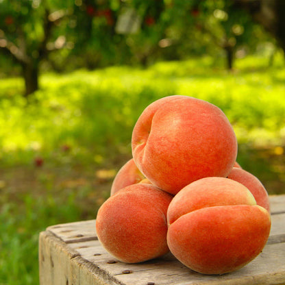 🍑The Ultimate Backyard Peach Duo: Giant Juicy Variety - Begin Your Home Orchard Journey Today-BP
