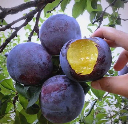 The Ultimate Backyard fruit :Non-GMO Heirloom Fruit Garden 7-in-One Variety Pack -TOP1