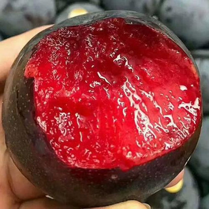 🌱Premium Purple Harvest: High-Yield Heirloom Plum Collection - Your Private Orchard Success Starts Here-BP