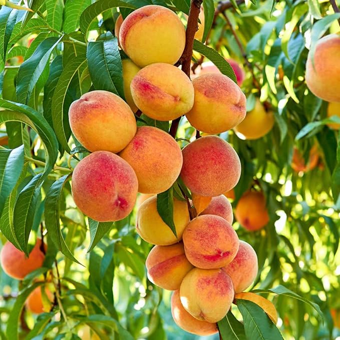 🍑The Ultimate Backyard Peach Duo: Giant Juicy Variety - Begin Your Home Orchard Journey Today-BP