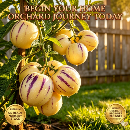 🌱Exotic Pepino Melon Collection: 🌿The Sweet Fusion of Pear & Honeydew | Premium High-Yield Variety for Home Gardens-BP