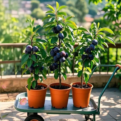 🌱Premium Purple Harvest: High-Yield Heirloom Plum Collection - Your Private Orchard Success Starts Here-BP