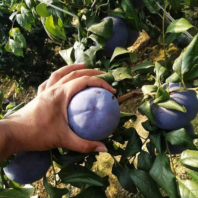 🌱Premium Purple Harvest: High-Yield Heirloom Plum Collection - Your Private Orchard Success Starts Here-BP