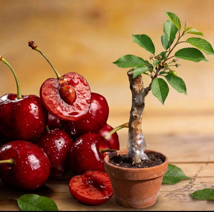 🍒Black Cherry Plant Kit – American & Chilean Varieties for Home Garden -OA