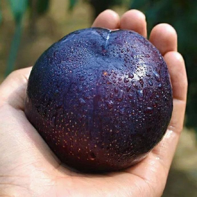 🌱Premium Purple Harvest: High-Yield Heirloom Plum Collection - Your Private Orchard Success Starts Here-BP