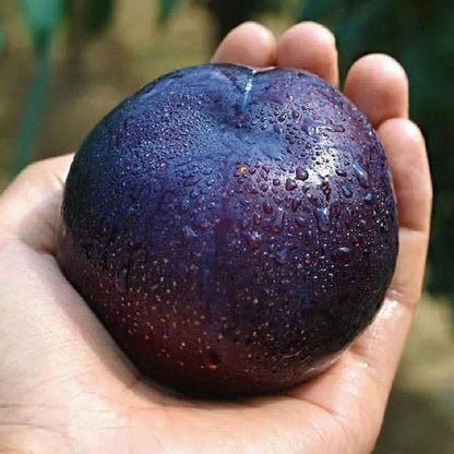 🌱Premium Purple Harvest: High-Yield Heirloom Plum Collection - Your Private Orchard Success Starts Here-BP