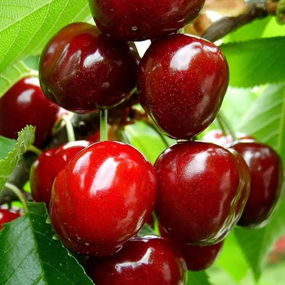 🍒Black Cherry Plant Kit – American & Chilean Varieties for Home Garden -OA