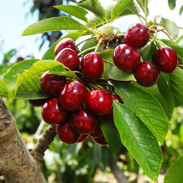 🍒Black Cherry Plant Kit – American & Chilean Varieties for Home Garden -OA