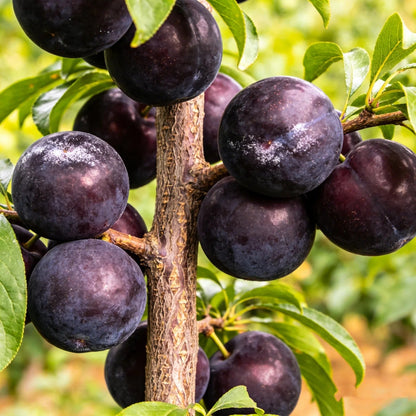 🌱Premium Purple Harvest: High-Yield Heirloom Plum Collection - Your Private Orchard Success Starts Here-BP