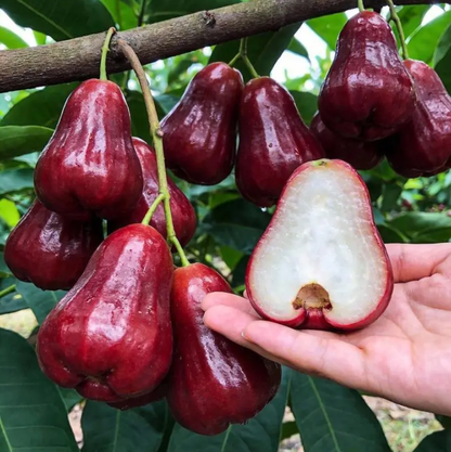The Ultimate Backyard fruit :Non-GMO Heirloom Fruit Garden 7-in-One Variety Pack -TOP1