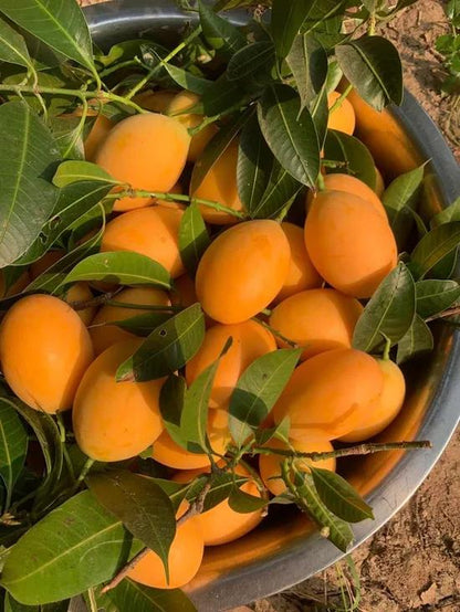 The Ultimate Backyard fruit :Non-GMO Heirloom Fruit Garden 7-in-One Variety Pack-EV
