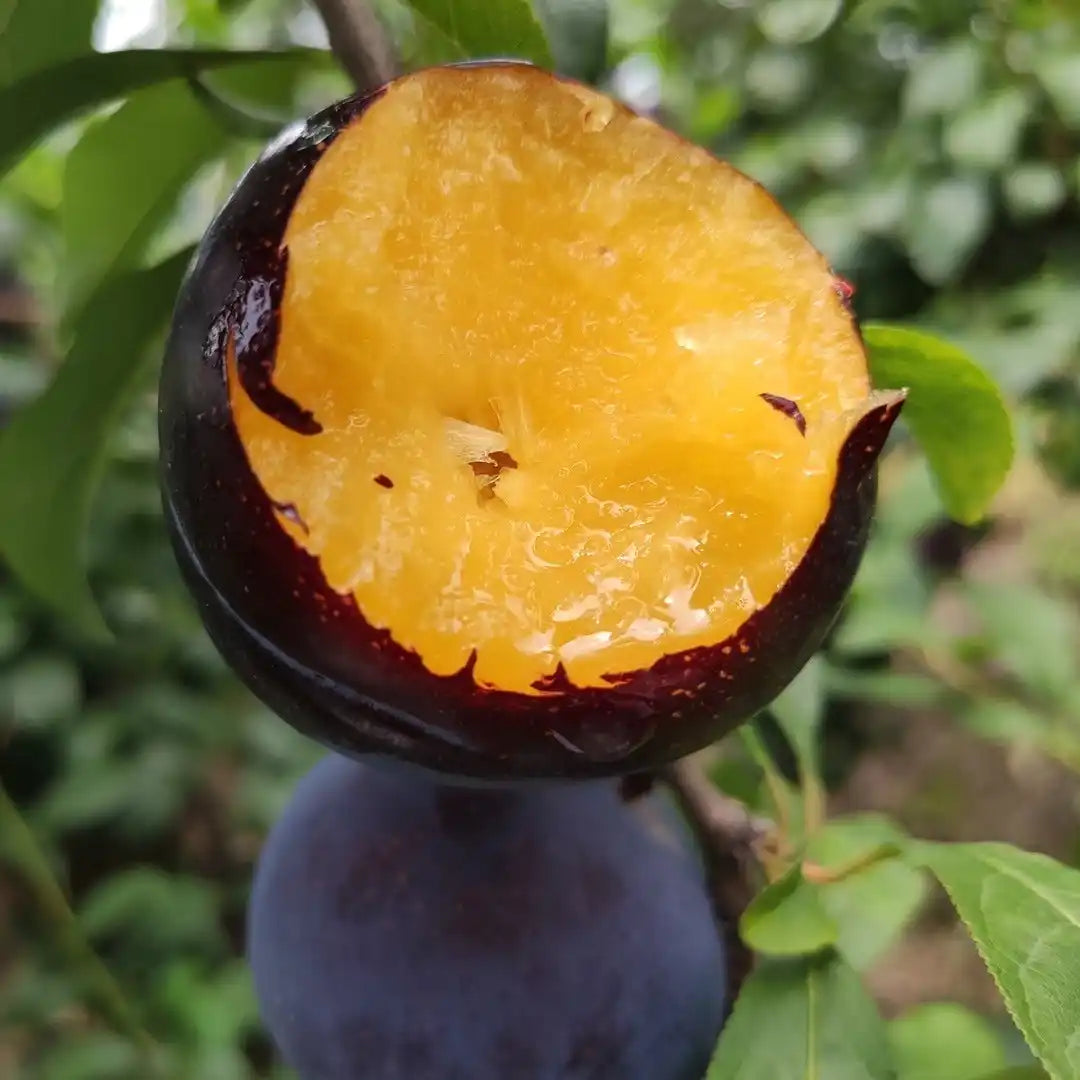 🌱Premium Purple Harvest: High-Yield Heirloom Plum Collection - Your Private Orchard Success Starts Here-BP